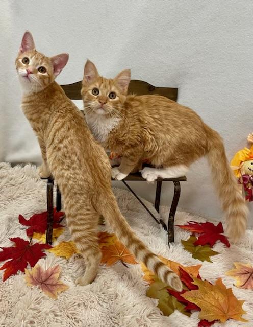 Enlarge Cheshire (Bonded With Gouda), a Adopted Domestic Short Hair in San Francisco, CA image 4/4