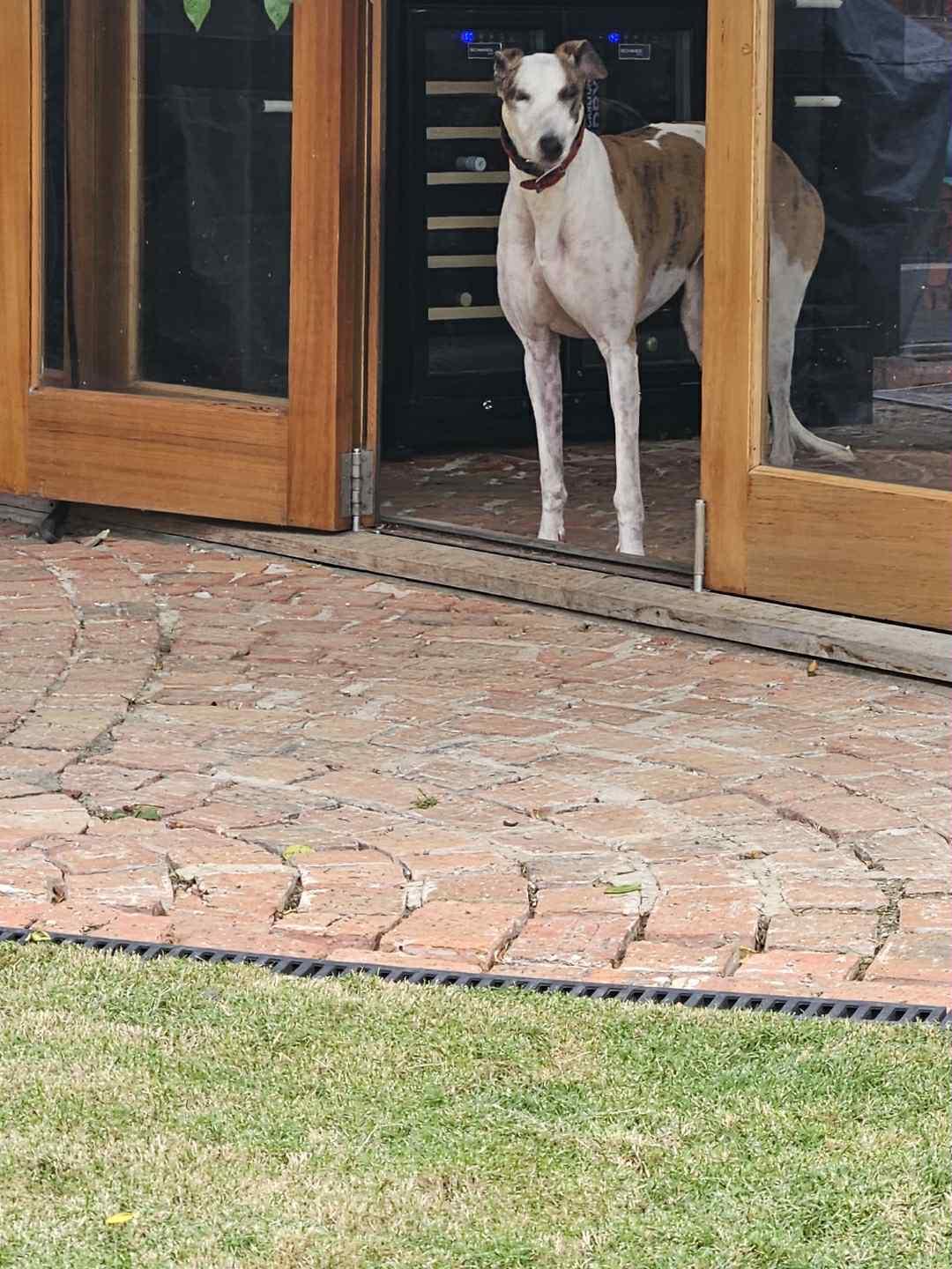 Akela, Adult Female Greyhound