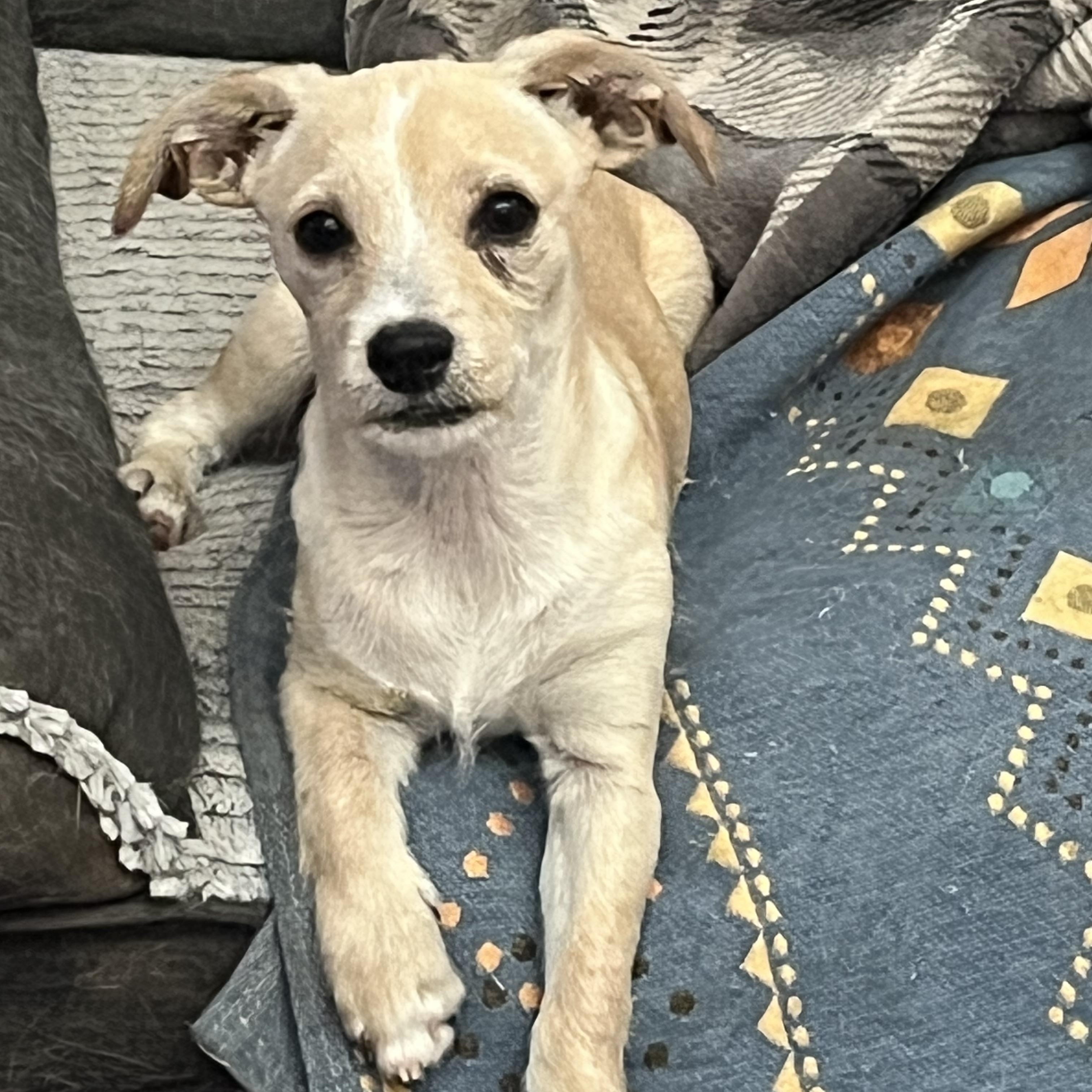 Jep, Baby Male Chihuahua