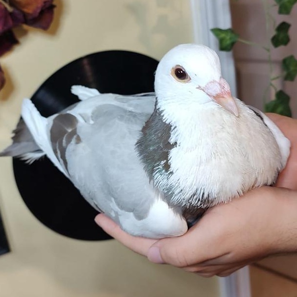 Enlarge Astro, an adoption pending Pigeon in Chicago, IL image 1/3