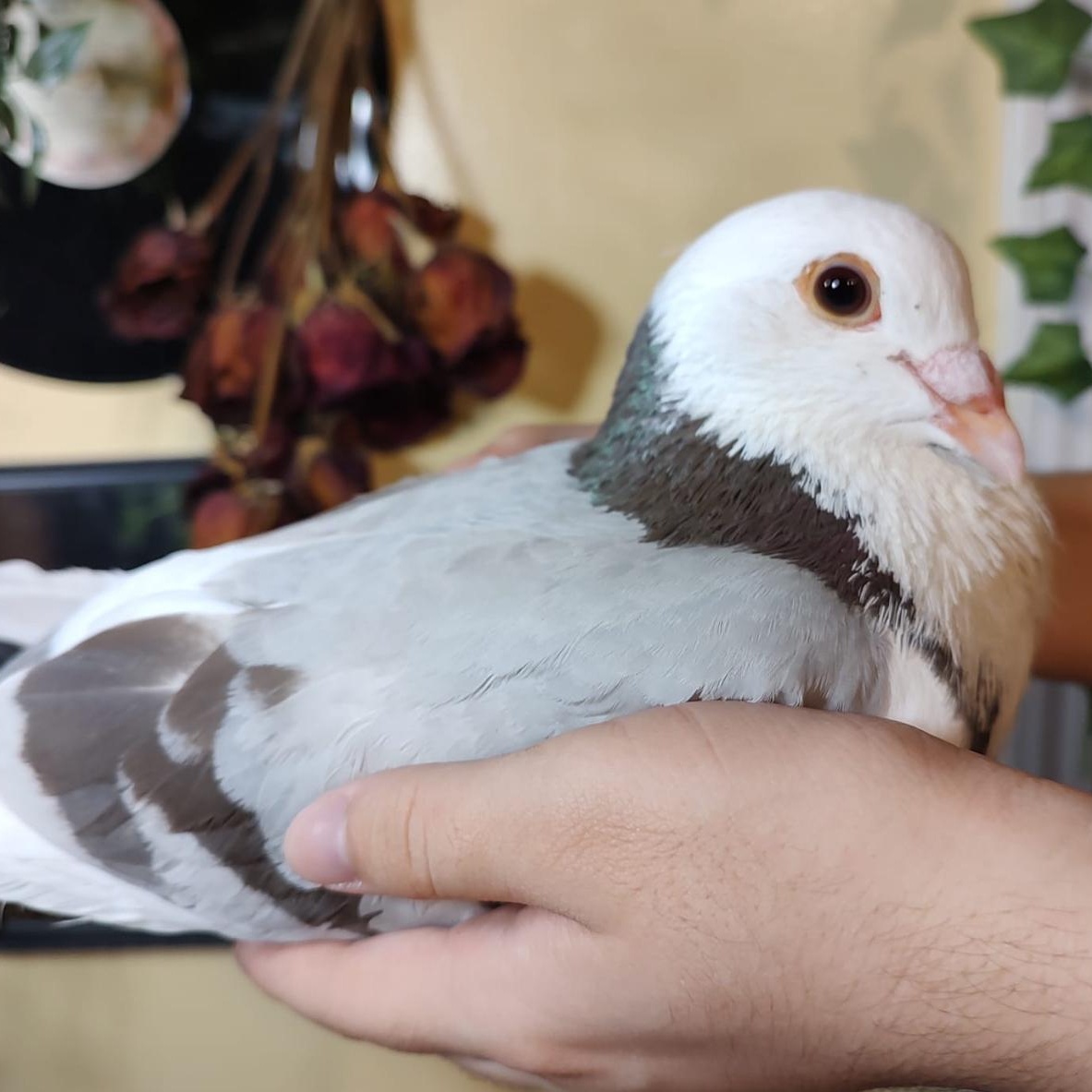 Enlarge Astro, an adoption pending Pigeon in Chicago, IL image 2/3