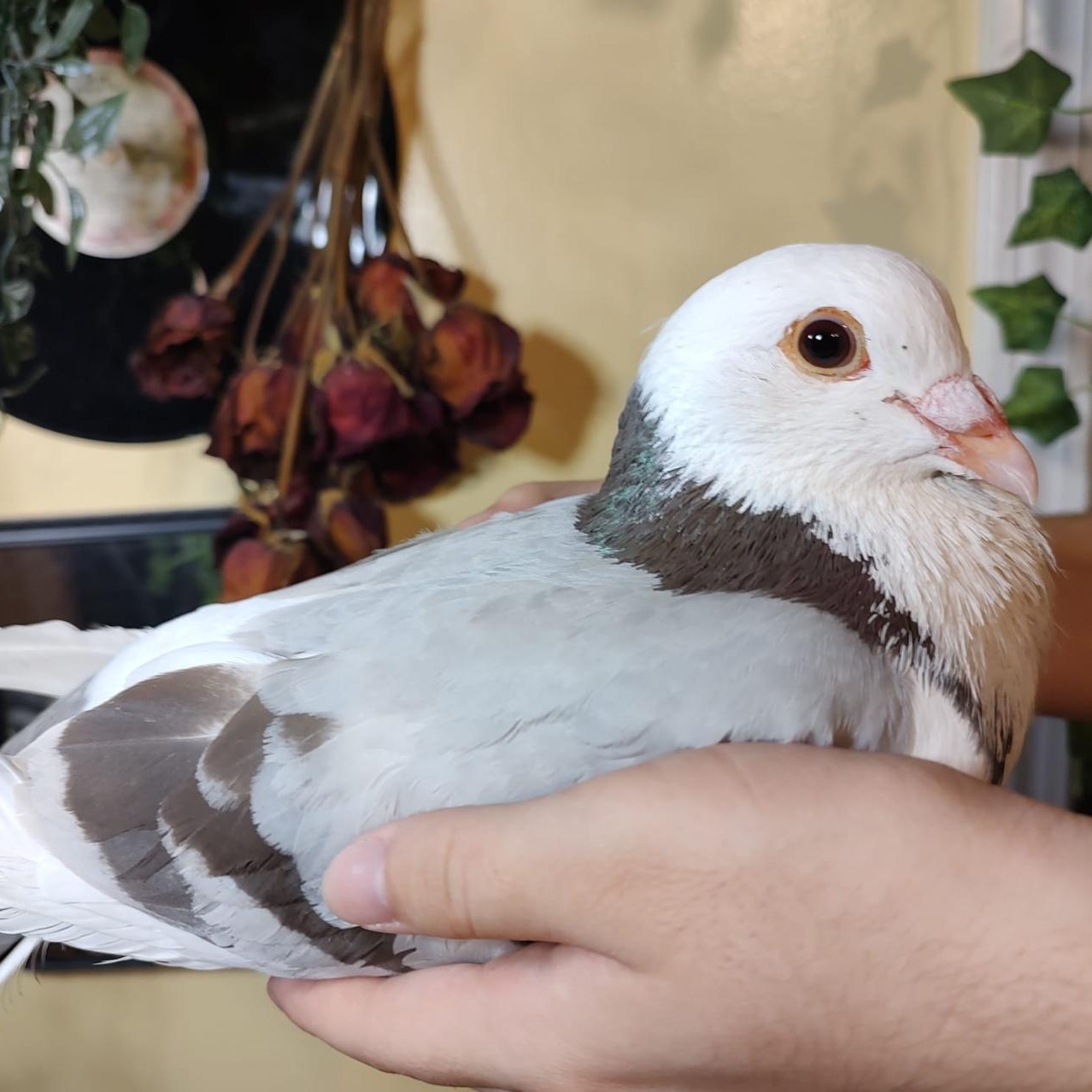 Enlarge Astro, an adoption pending Pigeon in Chicago, IL image 3/3