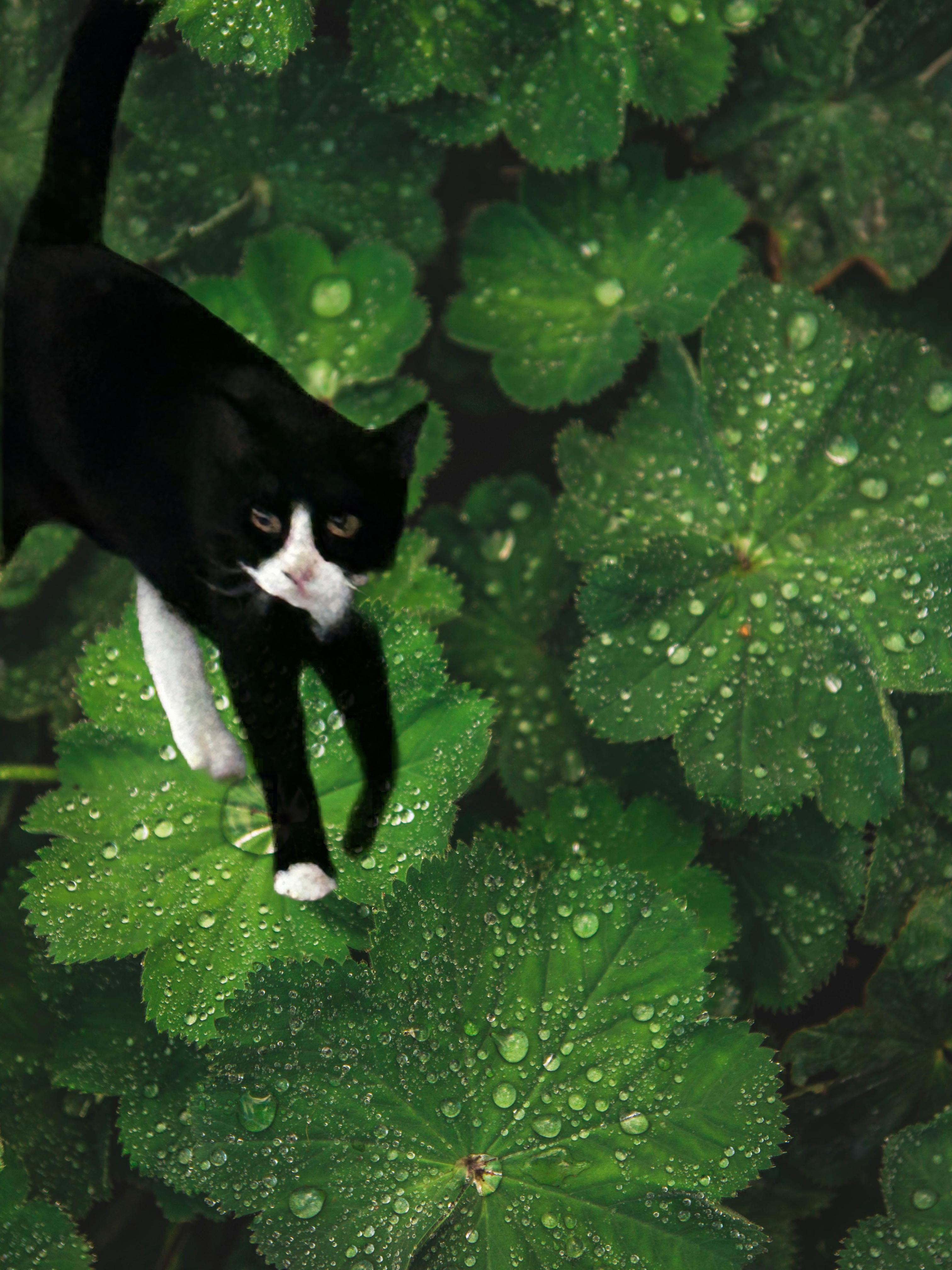 Simon, a Adoptable Domestic Short Hair in Vernal, UT image 1/2