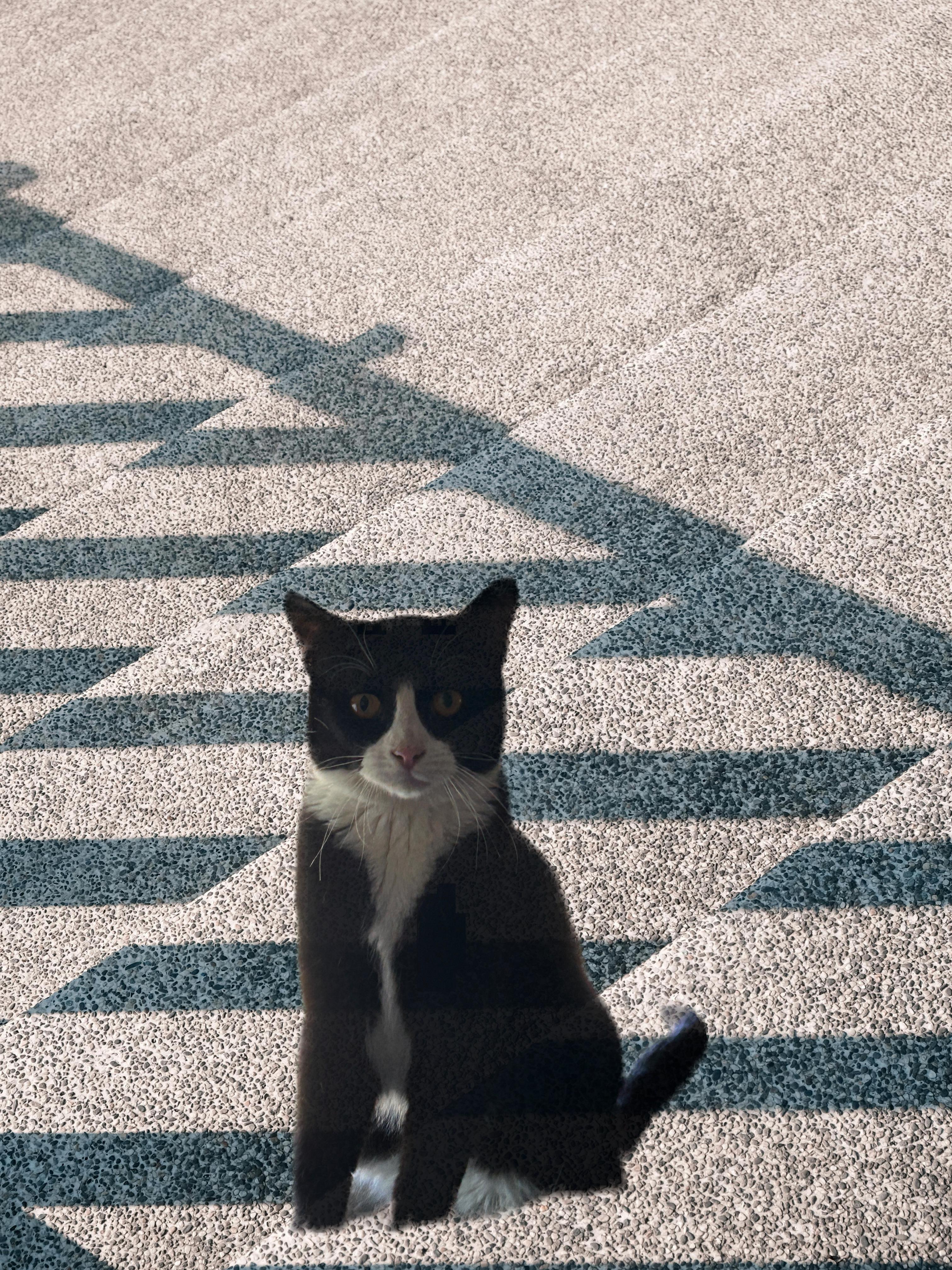 Simon, a Adoptable Domestic Short Hair in Vernal, UT image 2/2