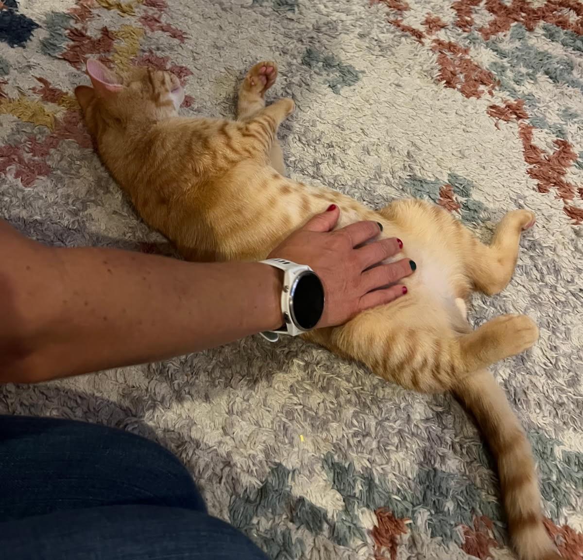 Audley Freed (Love Bug), a Adoptable mixed breed in Ypsilanti, MI image 4/6