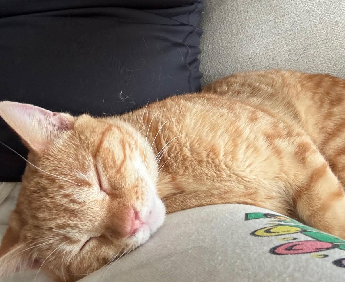 Audley Freed (Love Bug), a Adoptable mixed breed in Ypsilanti, MI image 1/6