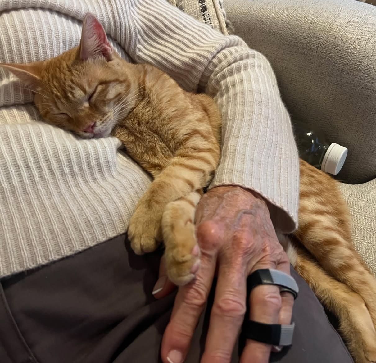 Audley Freed (Love Bug), a Adoptable mixed breed in Ypsilanti, MI image 2/6