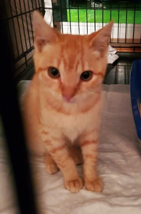 Audley Freed (Love Bug), a Adoptable mixed breed in Ypsilanti, MI image 6/6