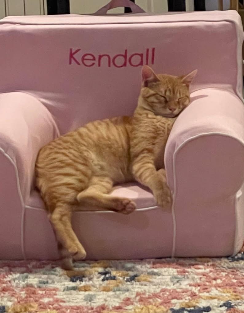 Audley Freed (Love Bug), a Adoptable mixed breed in Ypsilanti, MI image 3/6