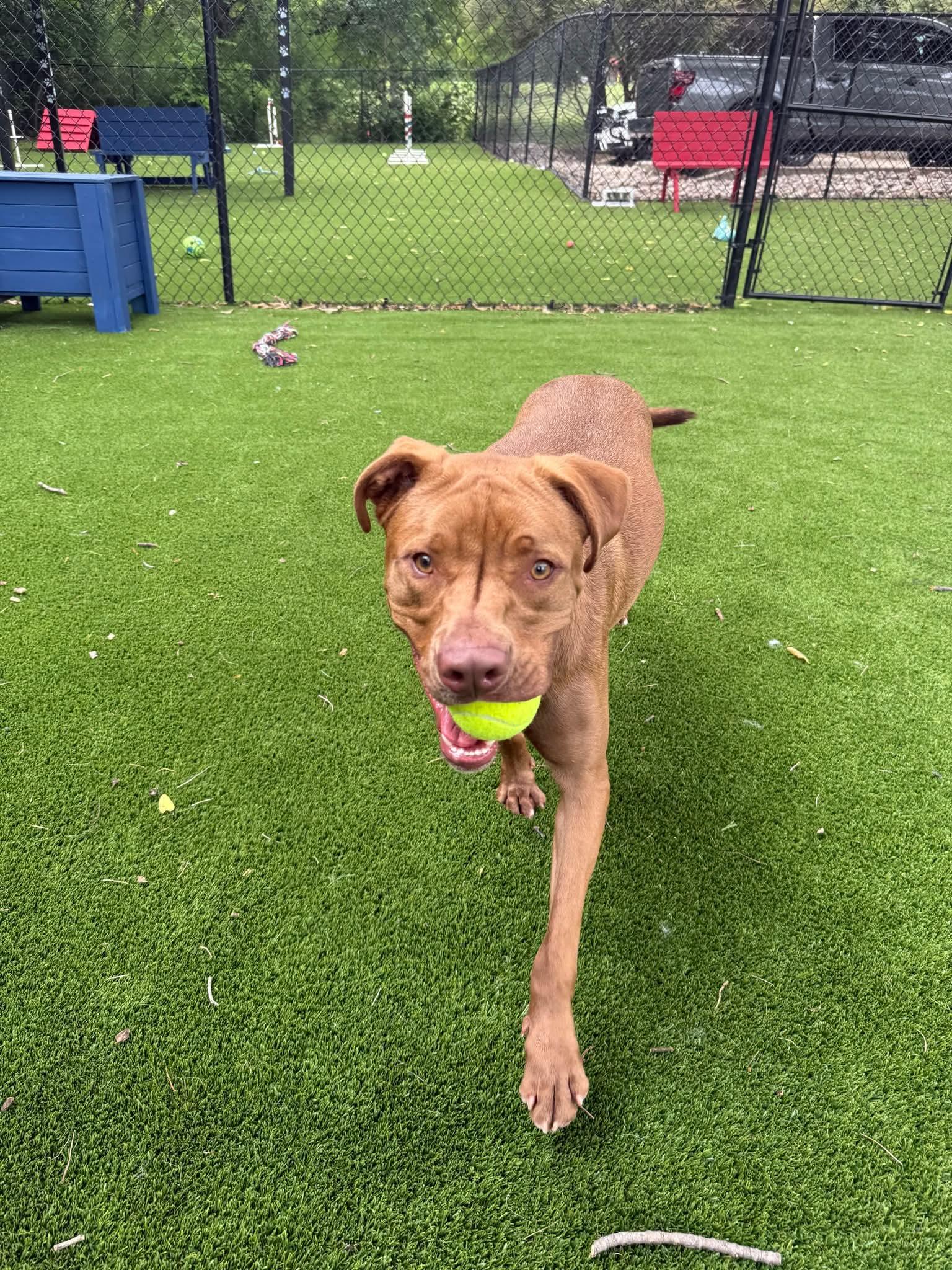 Debonair, Adult Male Labrador Retriever