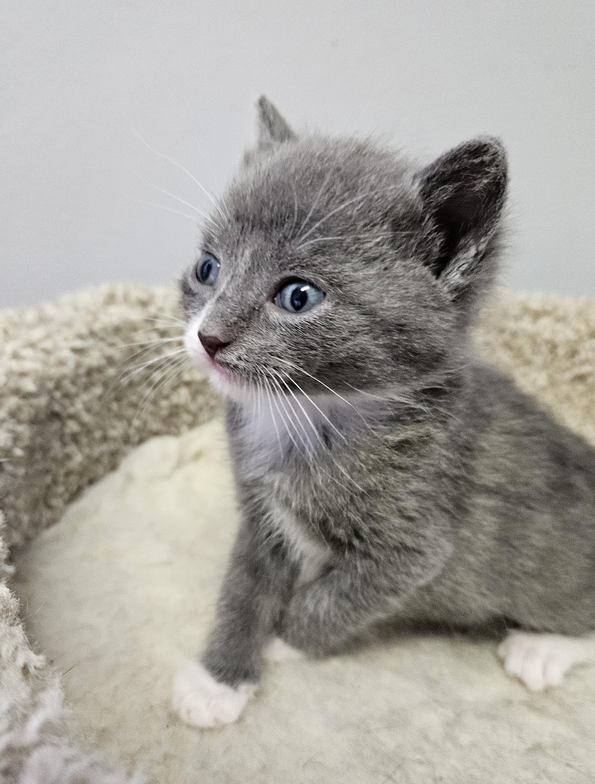 Marie, ADOPTABLE, Kitten Female Domestic Short Hair.