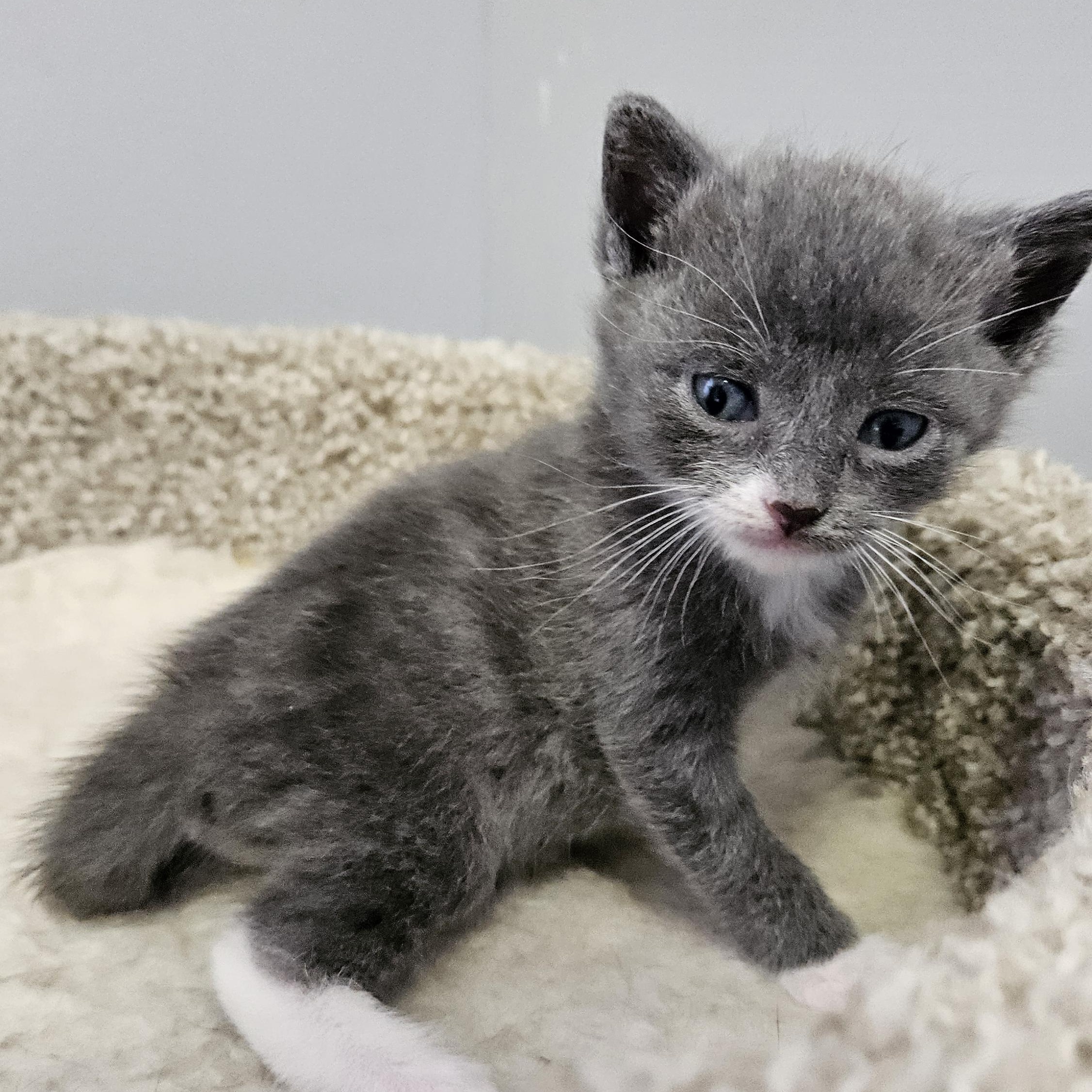 Enlarge Marie, a ADOPTABLE Domestic Short Hair in Brockport, NY image 4/4