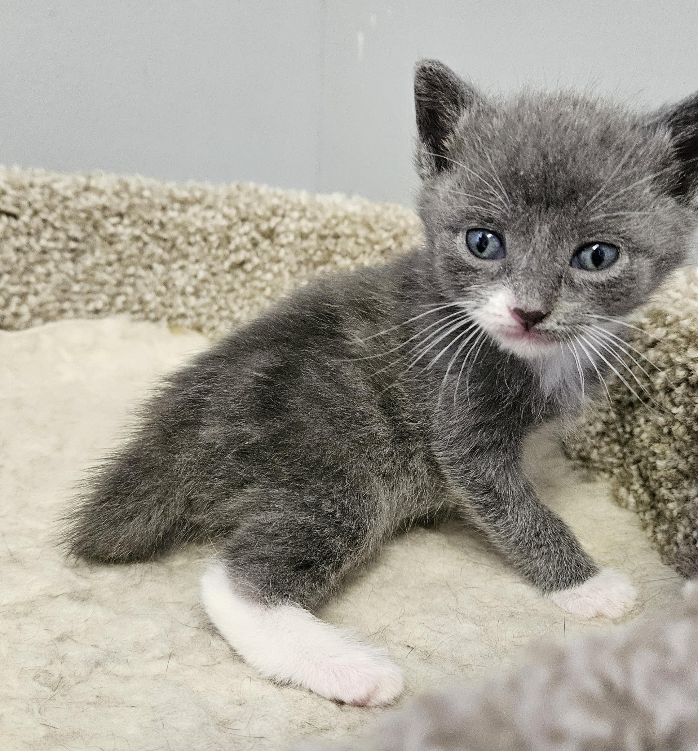 Enlarge Marie, a ADOPTABLE Domestic Short Hair in Brockport, NY image 3/4