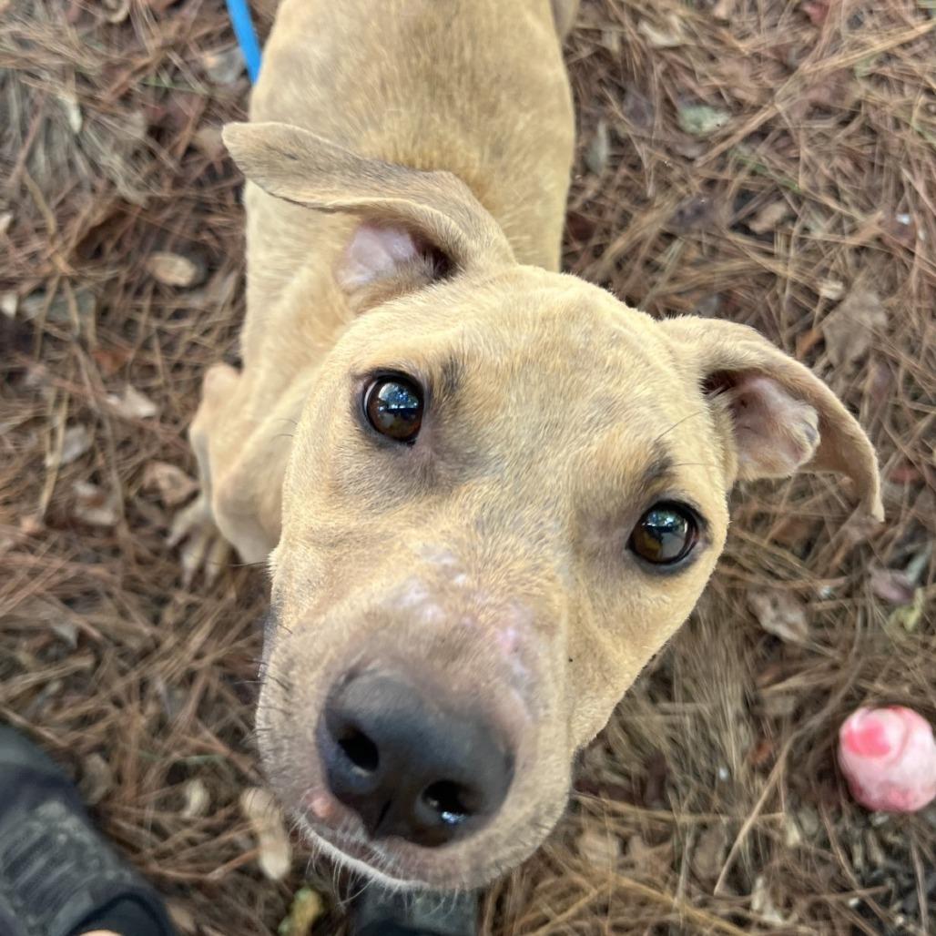 Butch, Adoptable, Adult Male Mixed Breed.