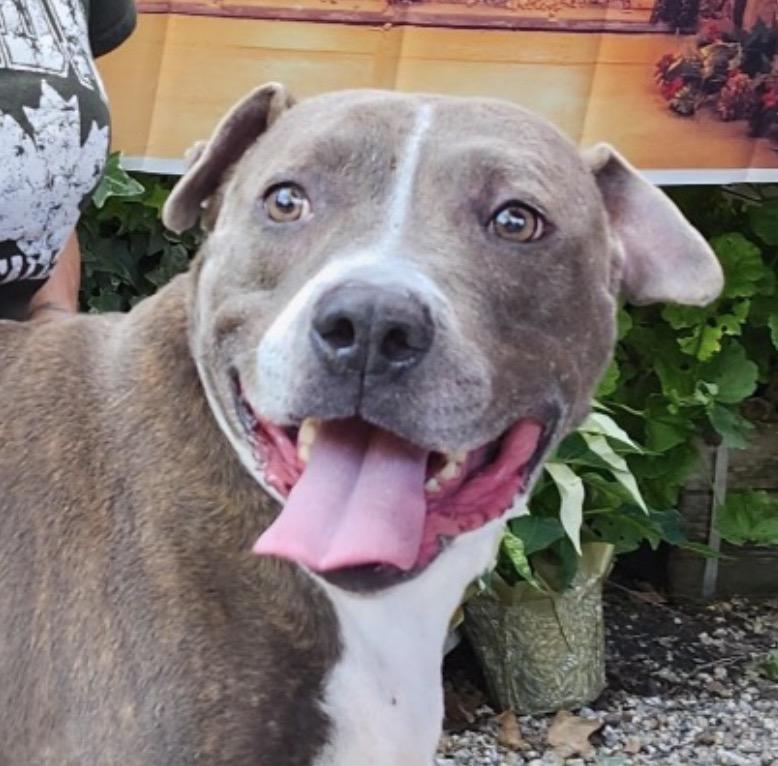 Xena needs a foster home , Adoptable, Young Female Pit Bull Terrier.