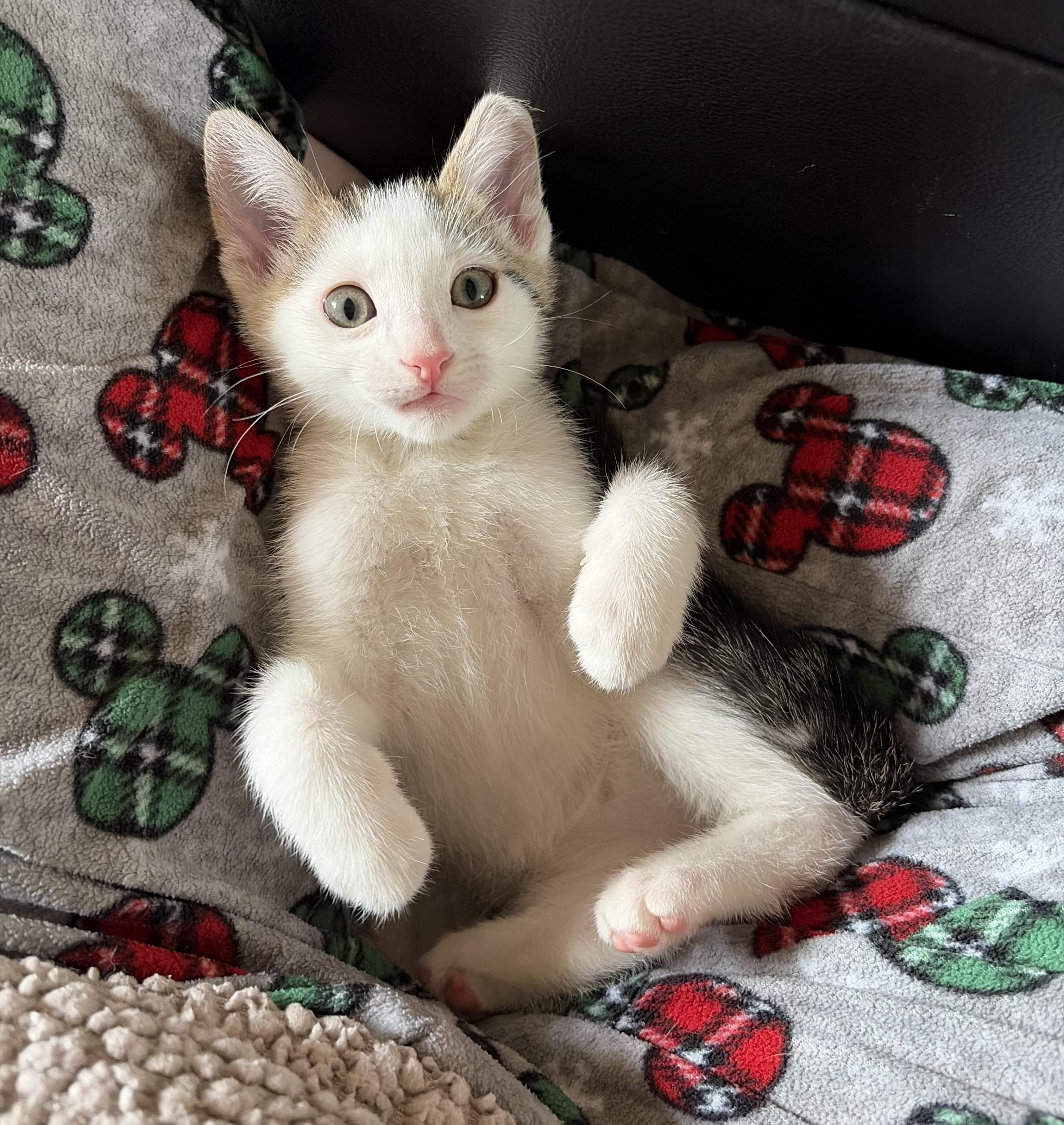 Posey, a Adoptable Domestic Short Hair in Fullerton, CA image 1/3