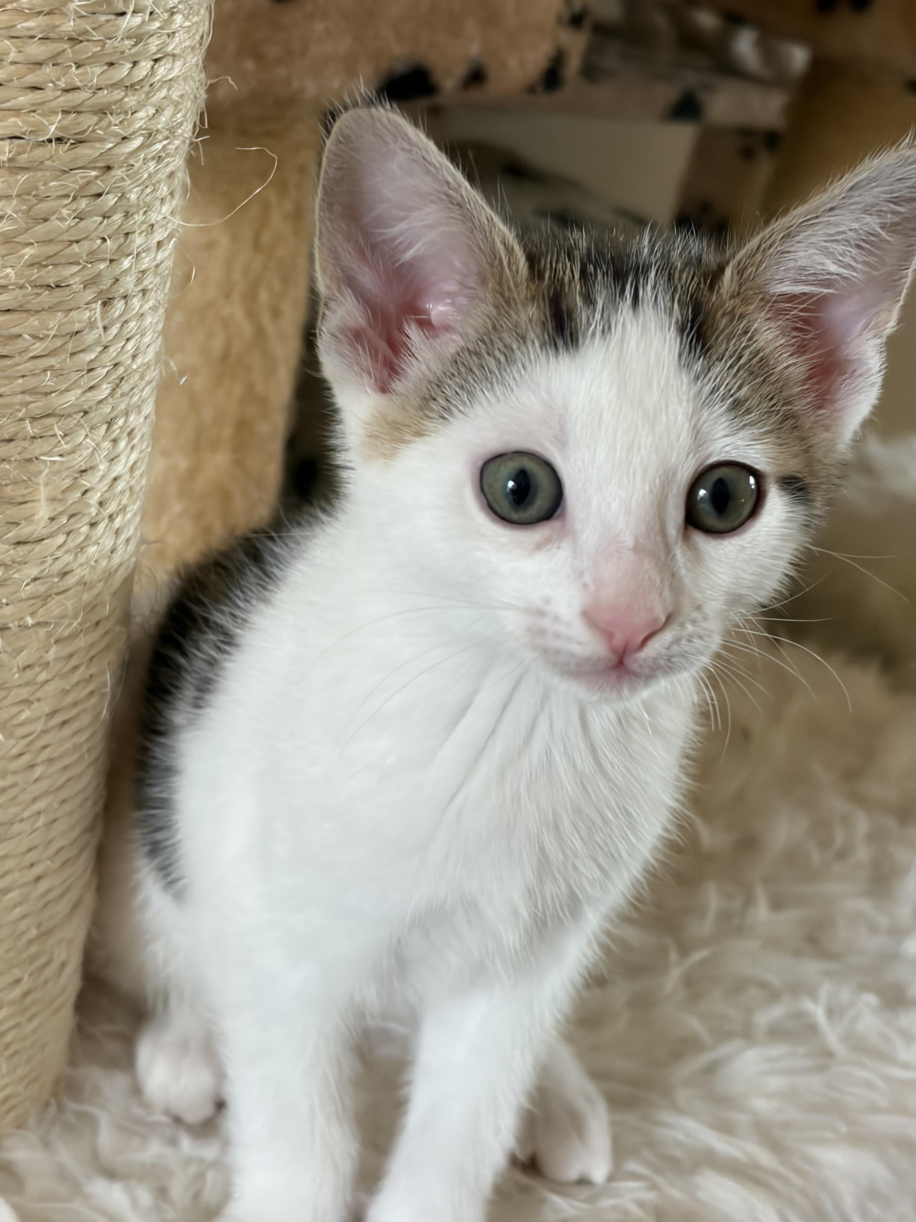 Posey, a Adoptable Domestic Short Hair in Fullerton, CA image 3/3