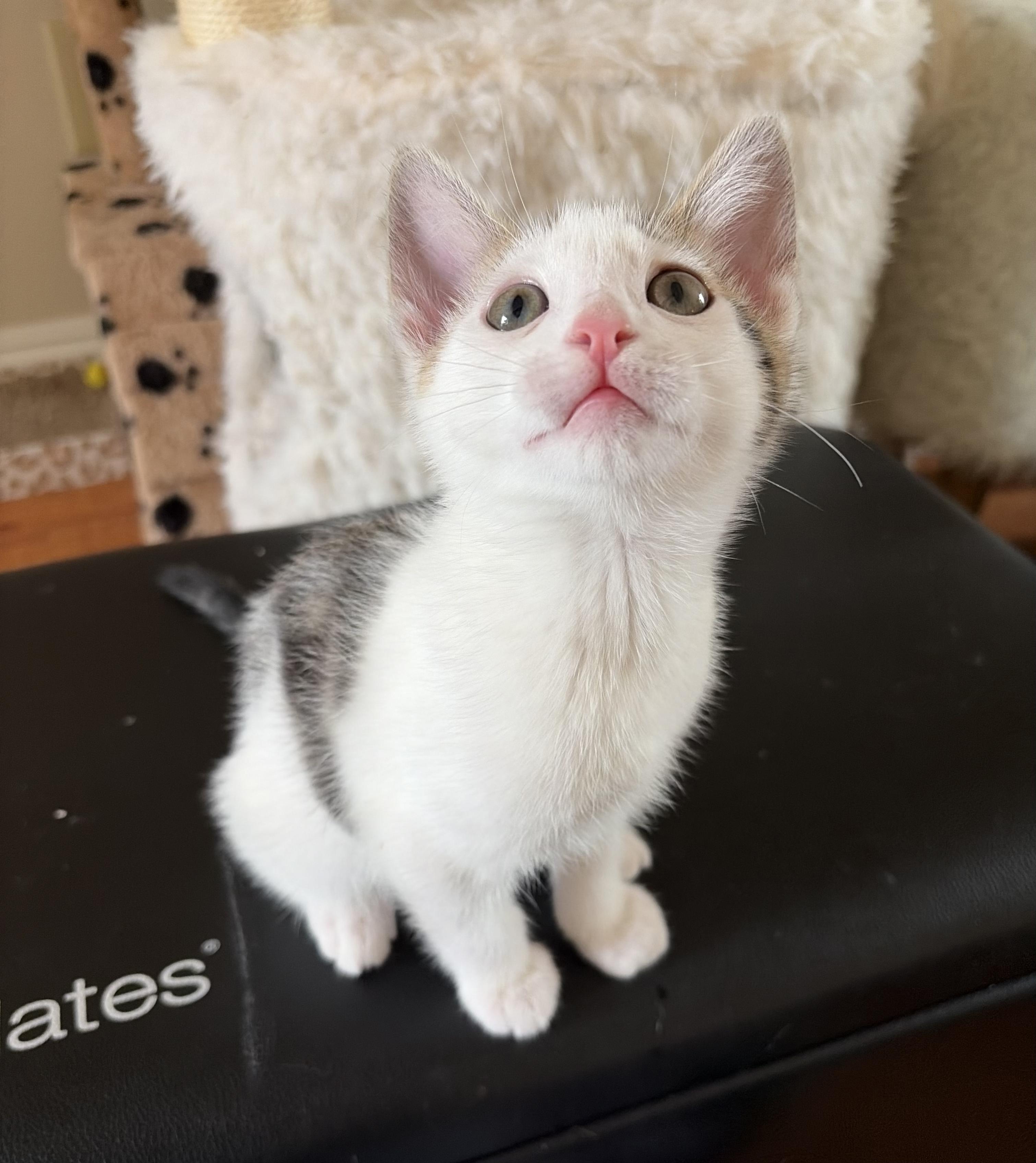 Posey, a Adoptable Domestic Short Hair in Fullerton, CA image 2/3