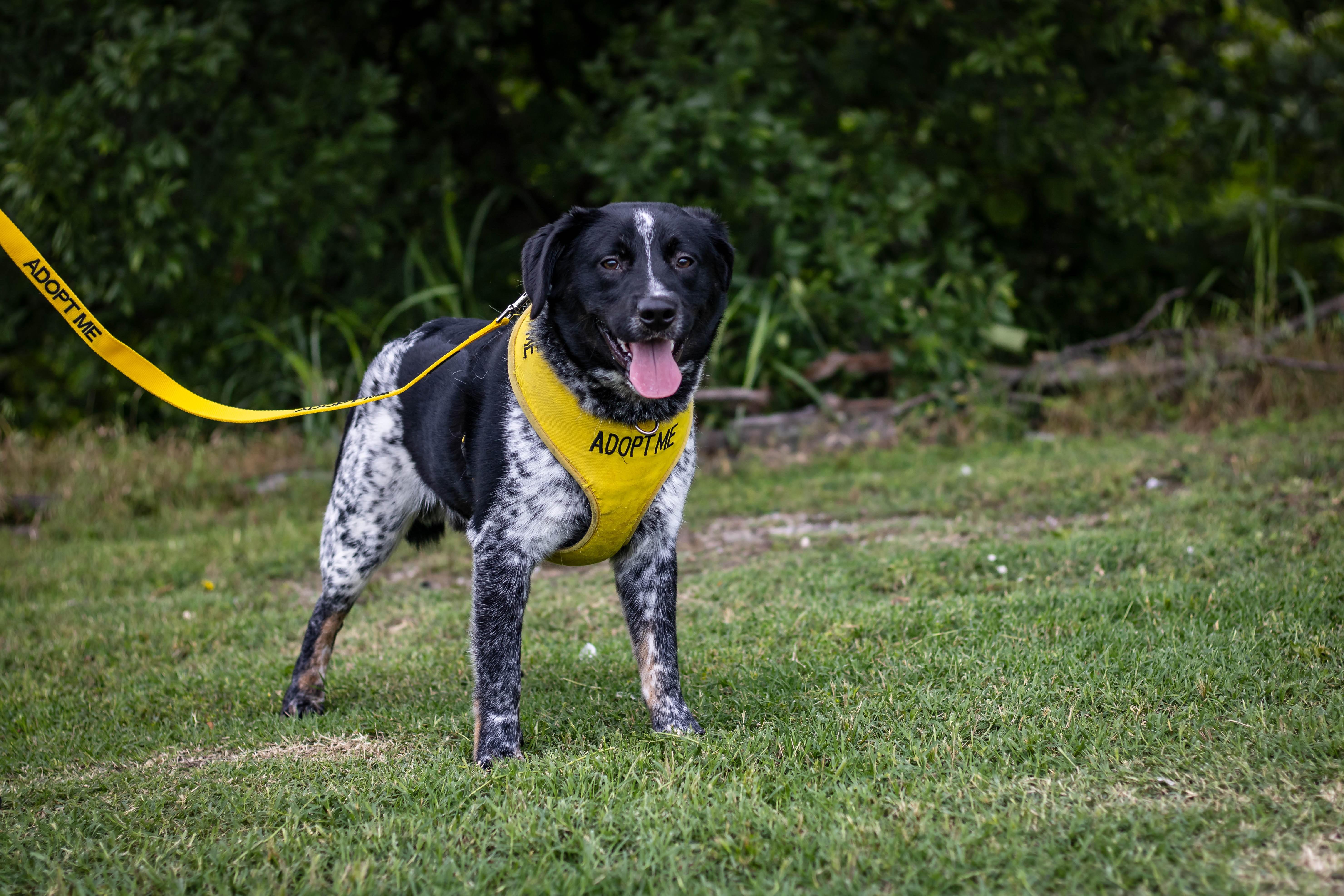 Enlarge Orion, a Adoptable Australian Cattle Dog / Blue Heeler in Jenks, OK image 1/1