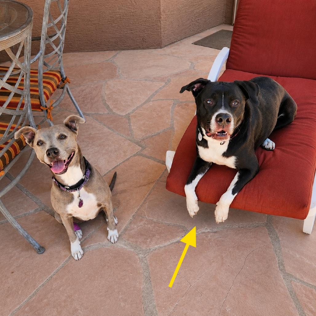 Enlarge Joey, a Adoptable mixed breed in Phoenix, AZ image 1/6