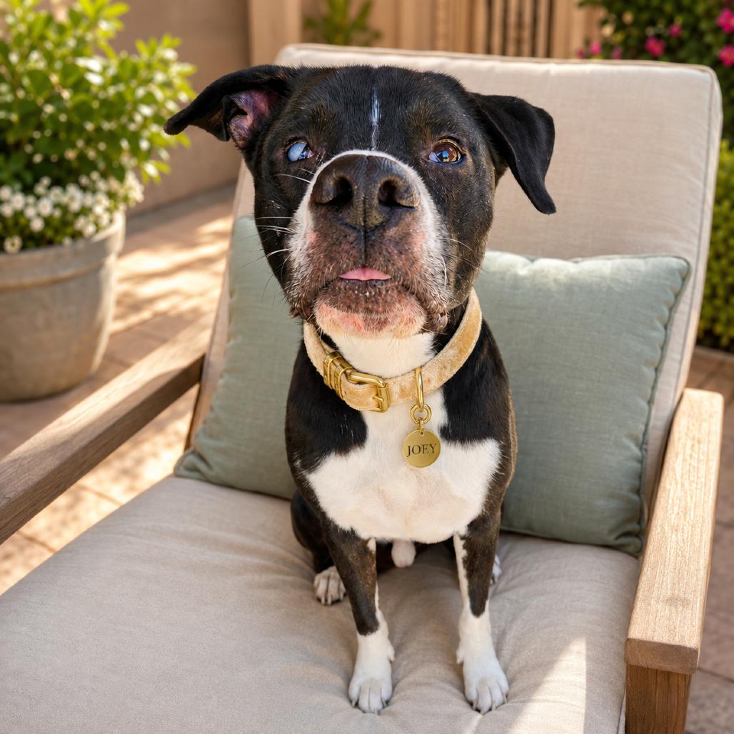 Enlarge Joey, a Adoptable mixed breed in Phoenix, AZ image 2/6