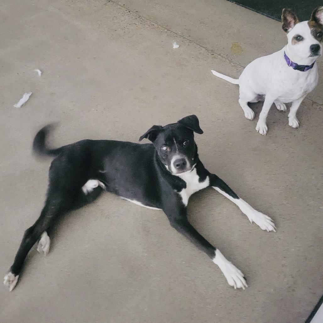 Enlarge Joey, a Adoptable mixed breed in Phoenix, AZ image 1/6