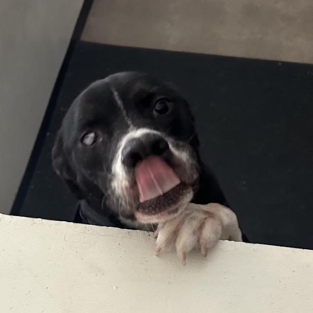 Enlarge Joey, a Adoptable mixed breed in Phoenix, AZ image 2/6