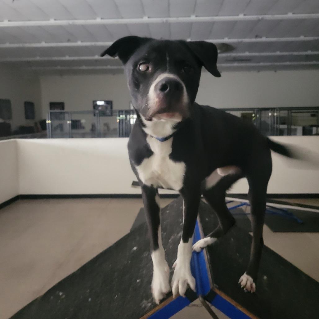 Enlarge Joey, a Adoptable mixed breed in Phoenix, AZ image 4/6