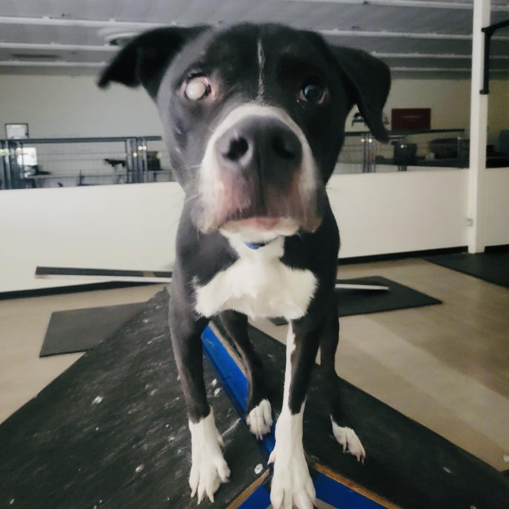 Enlarge Joey, a Adoptable mixed breed in Phoenix, AZ image 5/6