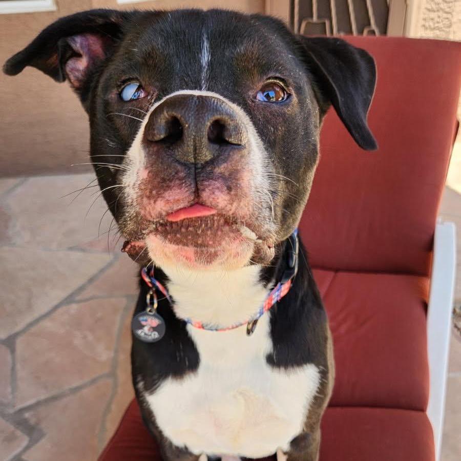 Enlarge Joey, a Adoptable mixed breed in Phoenix, AZ image 5/6