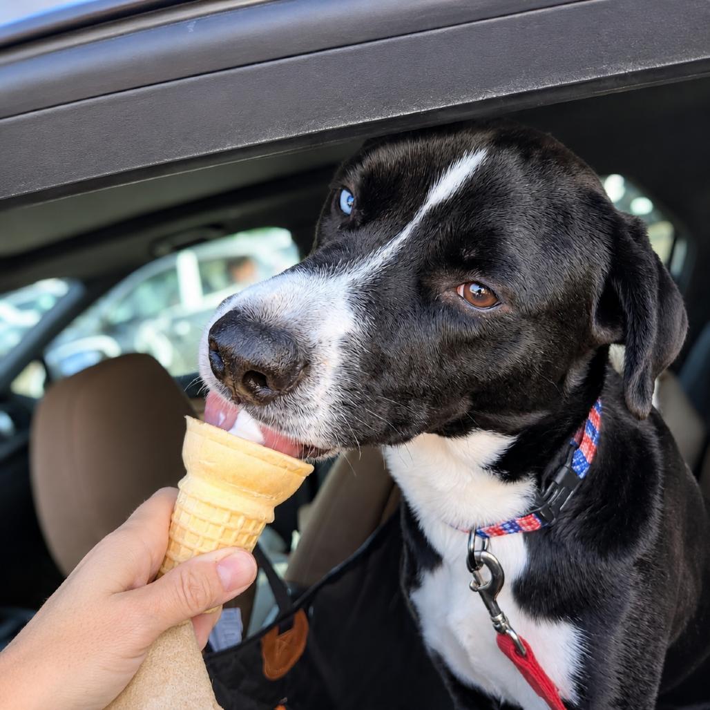 Enlarge Joey, a Adoptable mixed breed in Phoenix, AZ image 5/6