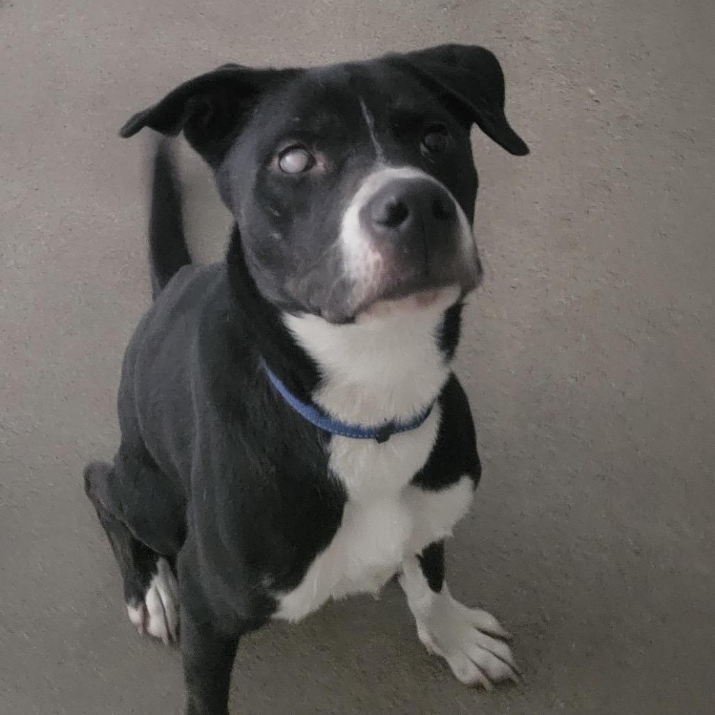 Enlarge Joey, a Adoptable mixed breed in Phoenix, AZ image 6/6