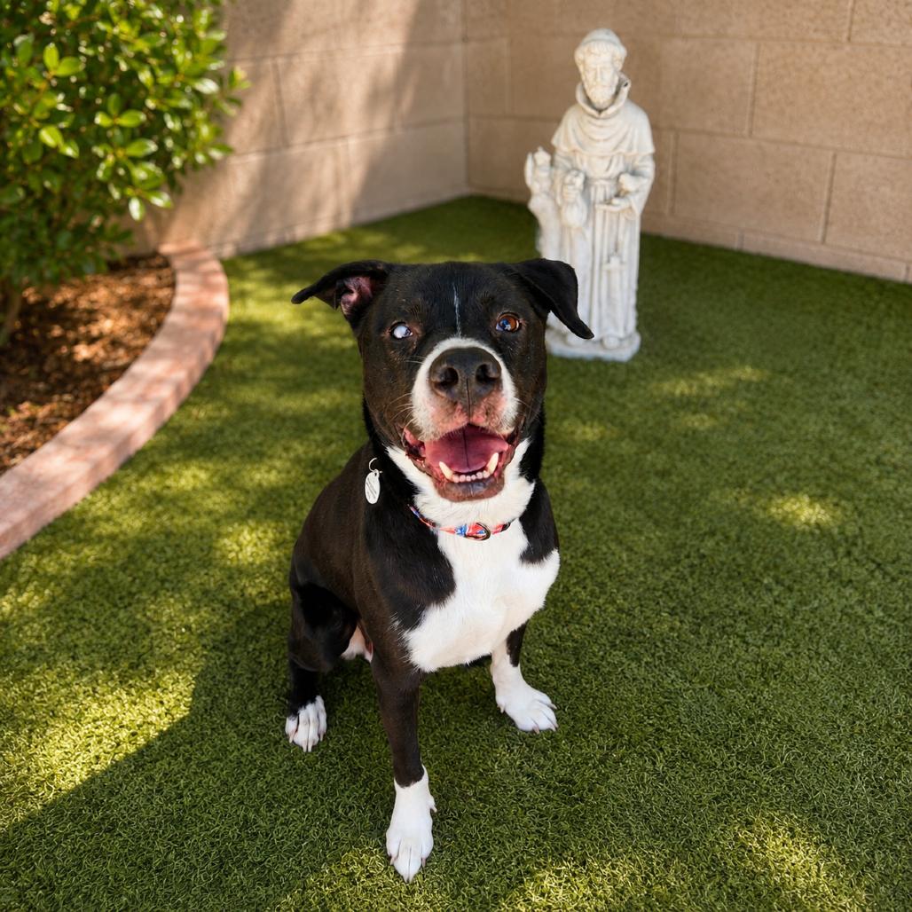 Enlarge Joey, a Adoptable mixed breed in Phoenix, AZ image 6/6