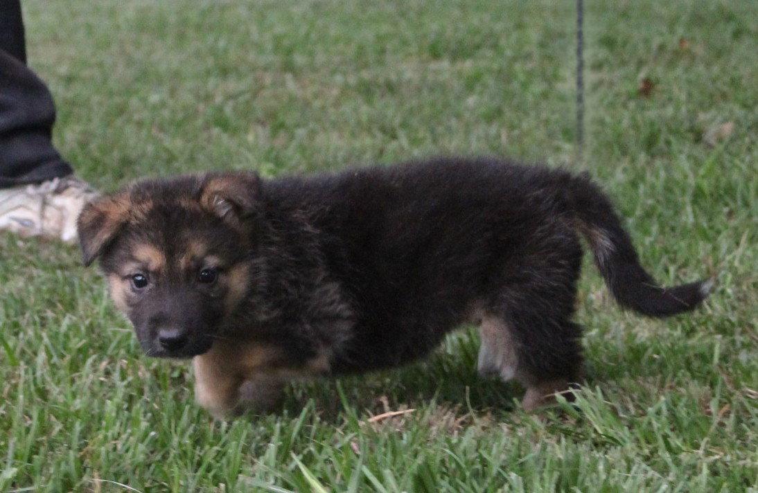 PENDING Riley 8 wks. Neuter Contract Required $525, Adoptable, Puppy Male German Shepherd Dog.