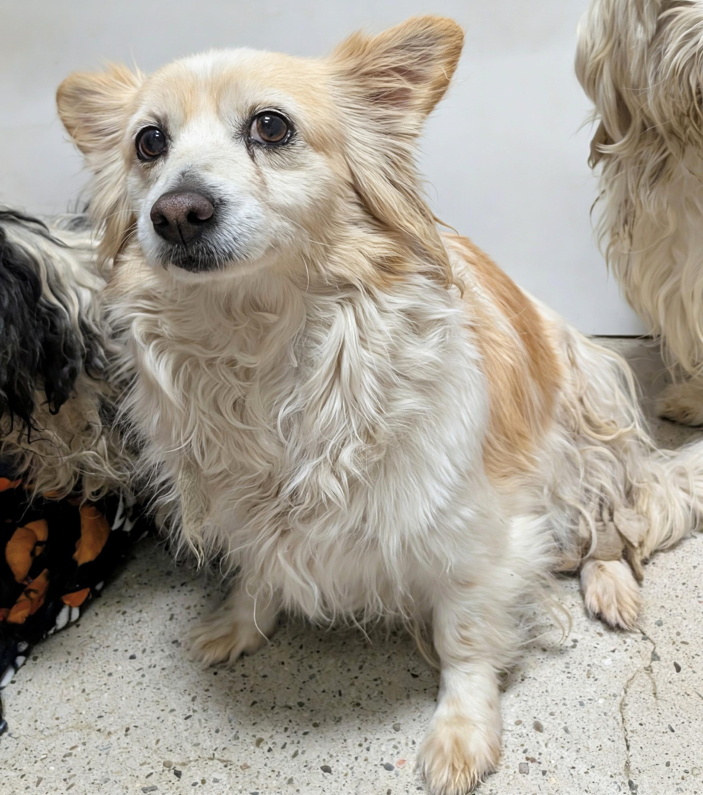 Enlarge Buffy, a ADOPTABLE Pomeranian in Thousand Oaks, CA image 1/1