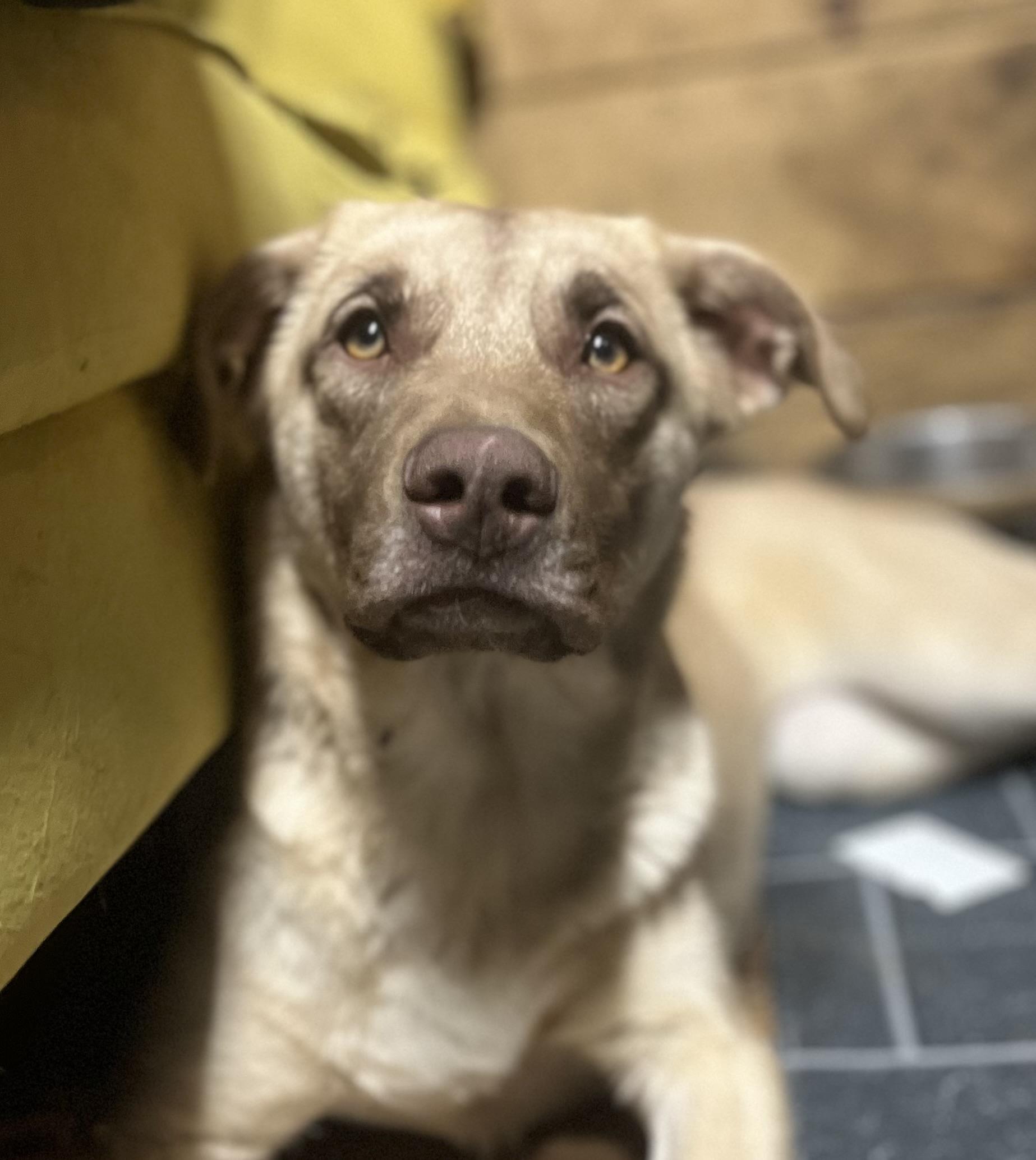 Enlarge Julia, a Adoptable mixed breed in Portland, ME image 1/2