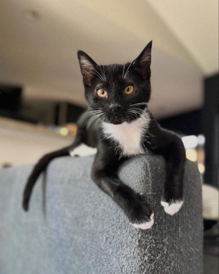 Burrito, a Adopted Domestic Short Hair in Cornelius, NC image 1/5