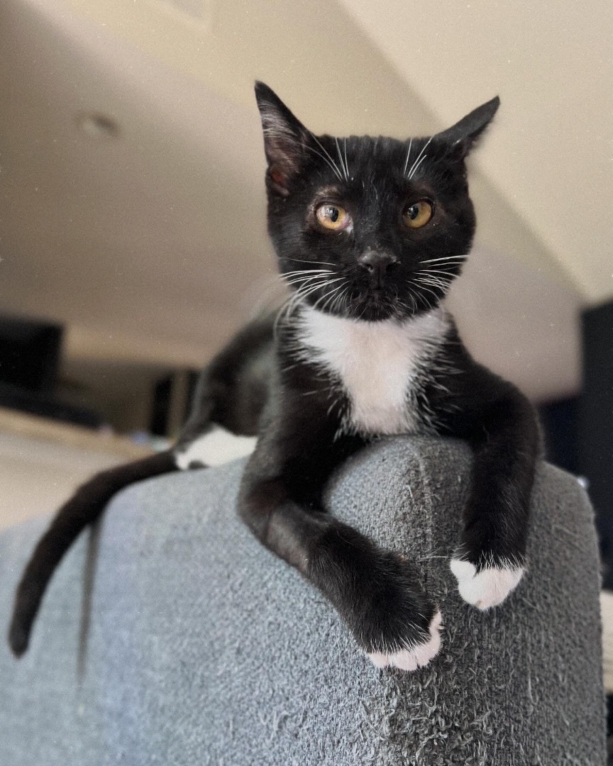 Burrito, a Adopted Domestic Short Hair in Cornelius, NC image 2/5