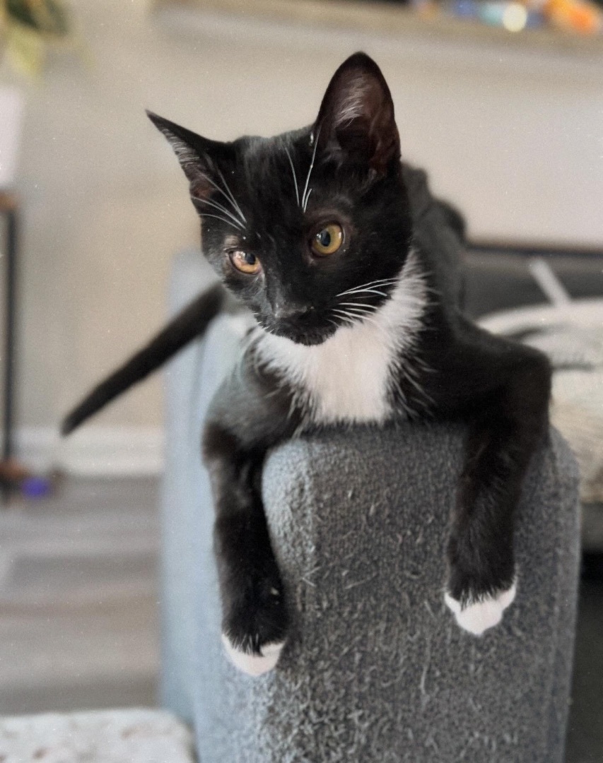 Burrito, a Adopted Domestic Short Hair in Cornelius, NC image 3/5