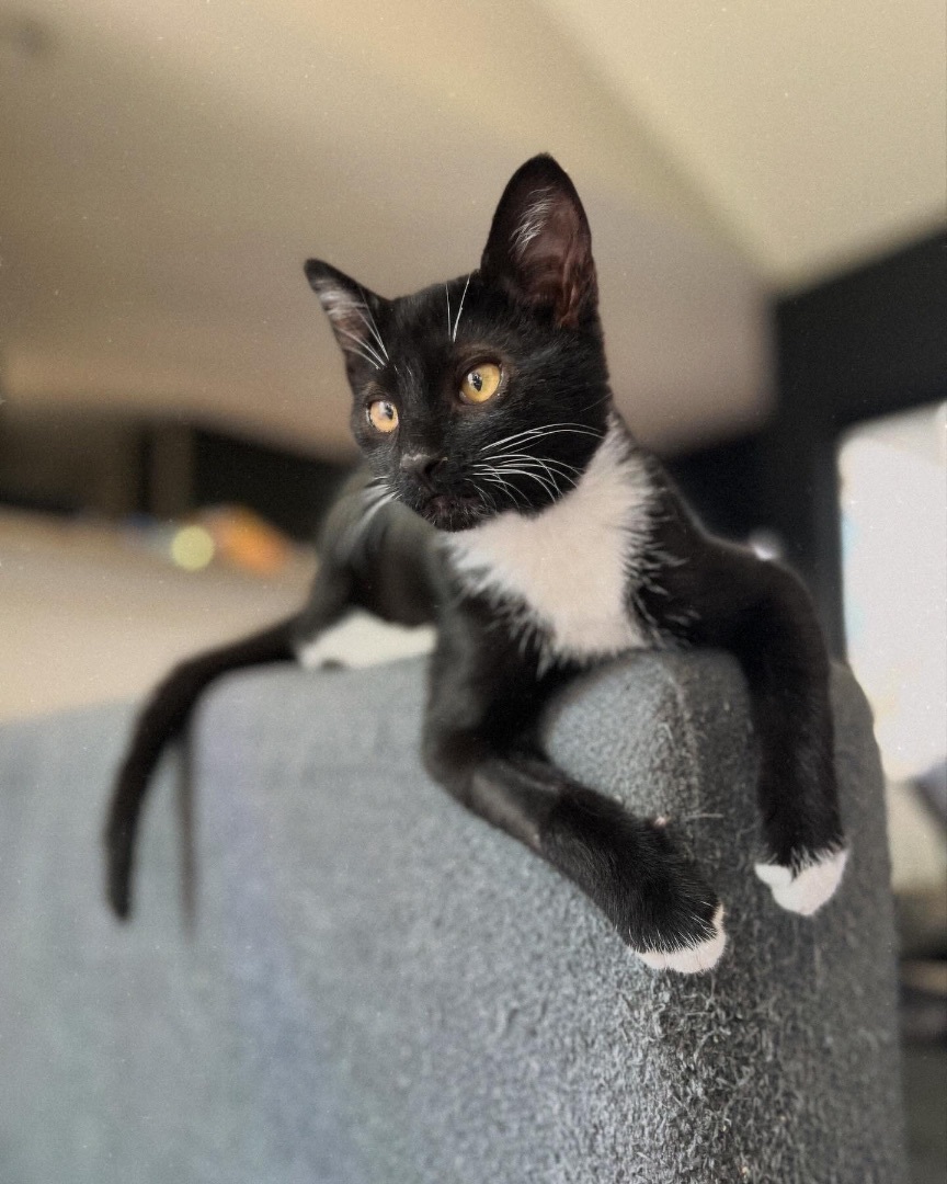 Burrito, a Adopted Domestic Short Hair in Cornelius, NC image 4/5