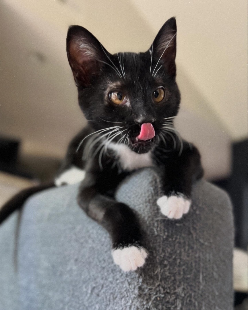 Burrito, a Adopted Domestic Short Hair in Cornelius, NC image 5/5