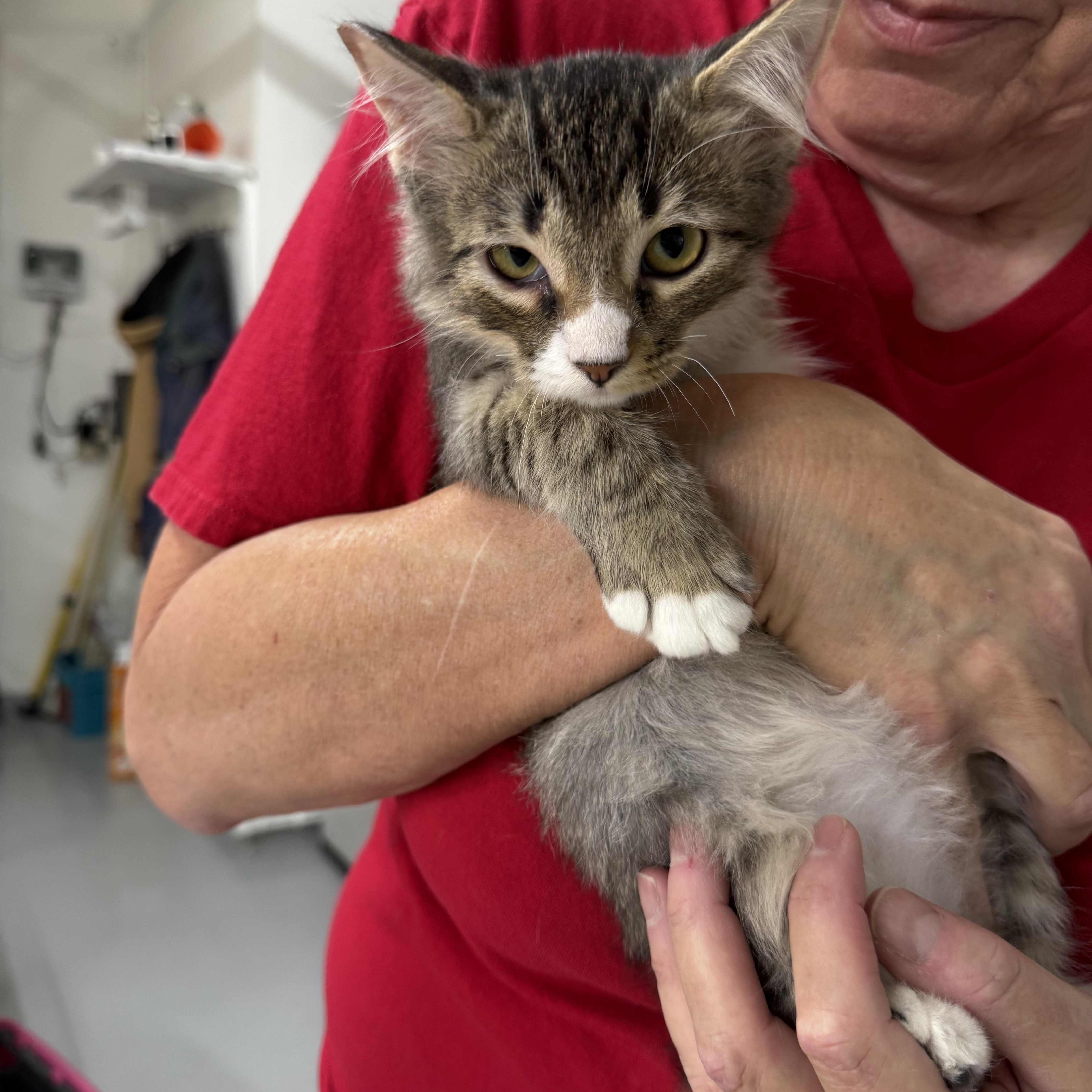 Enlarge Earcraft Landing, an adopted Tabby in Las Vegas, NV image 1/1