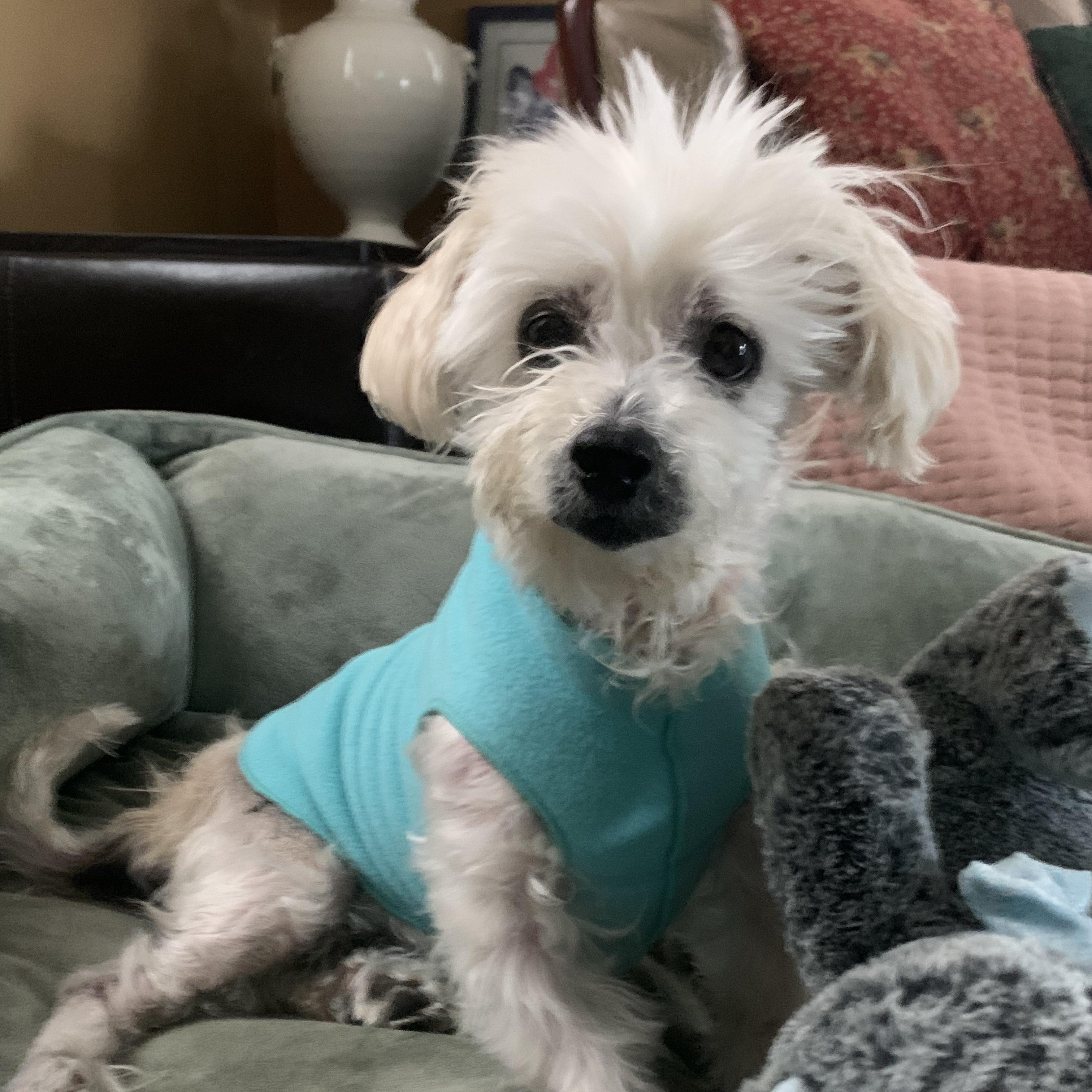 Enlarge Chloe, a ADOPTABLE Maltese in Burlington, VT image 5/6