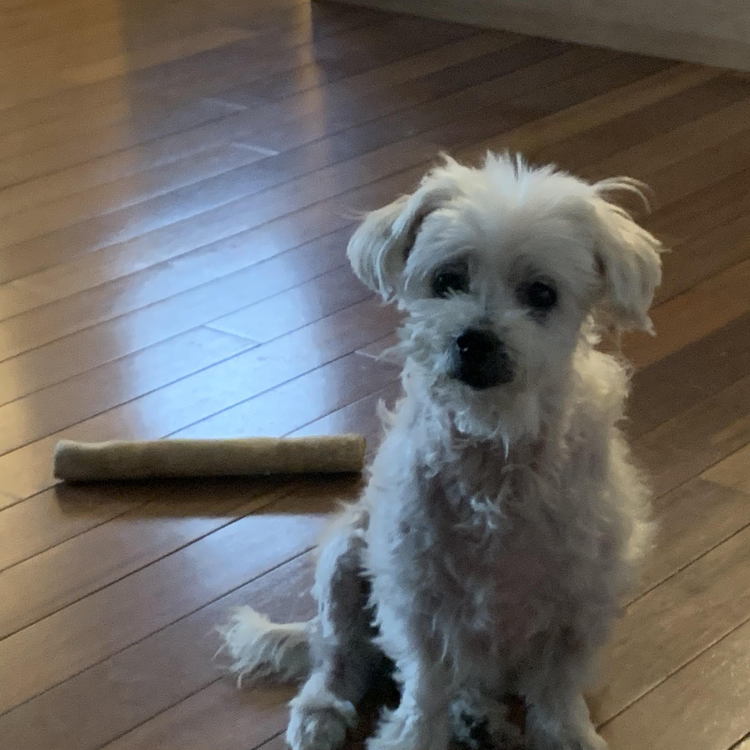 Enlarge Chloe, a ADOPTABLE Maltese in Burlington, VT image 3/6