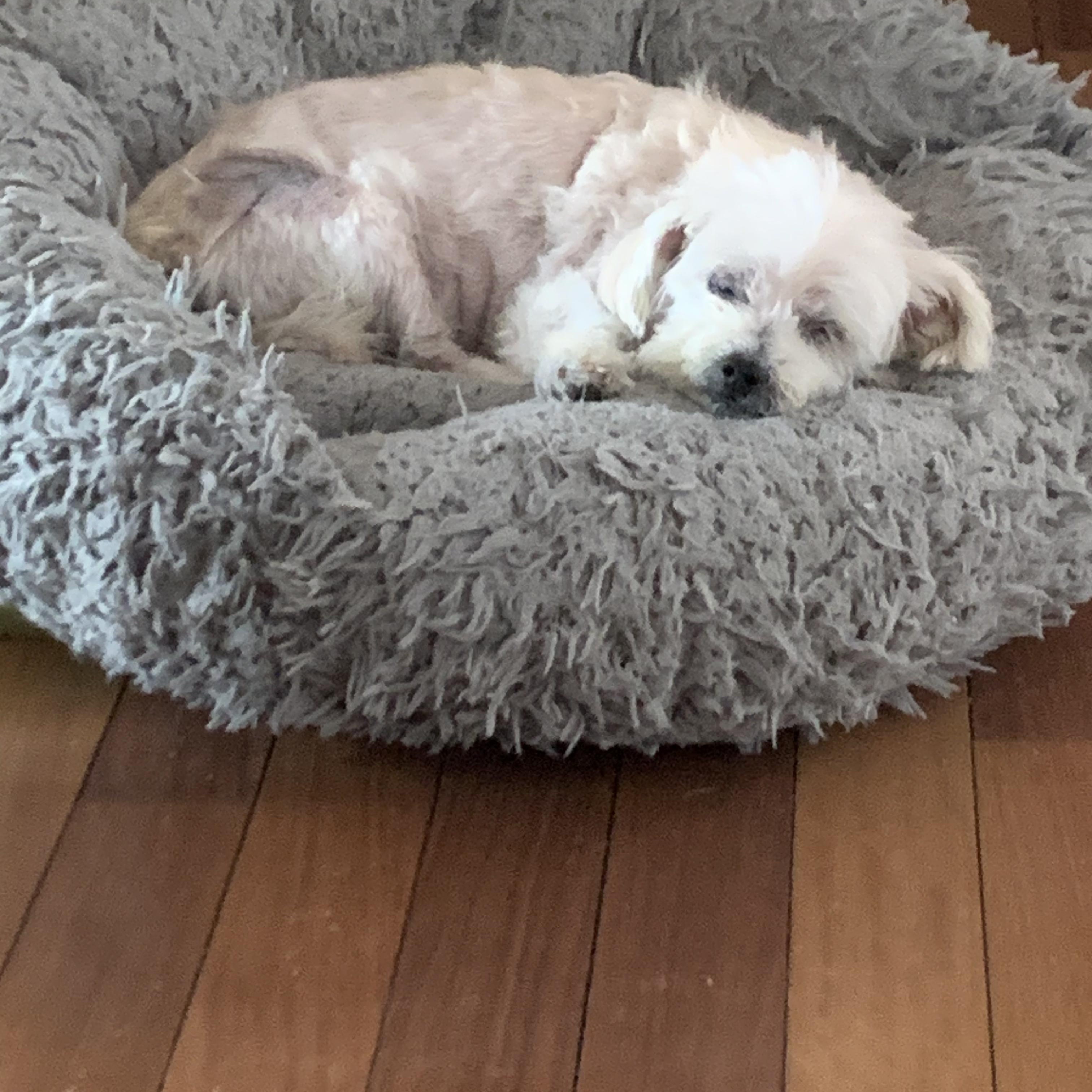 Enlarge Chloe, a ADOPTABLE Maltese in Burlington, VT image 6/6