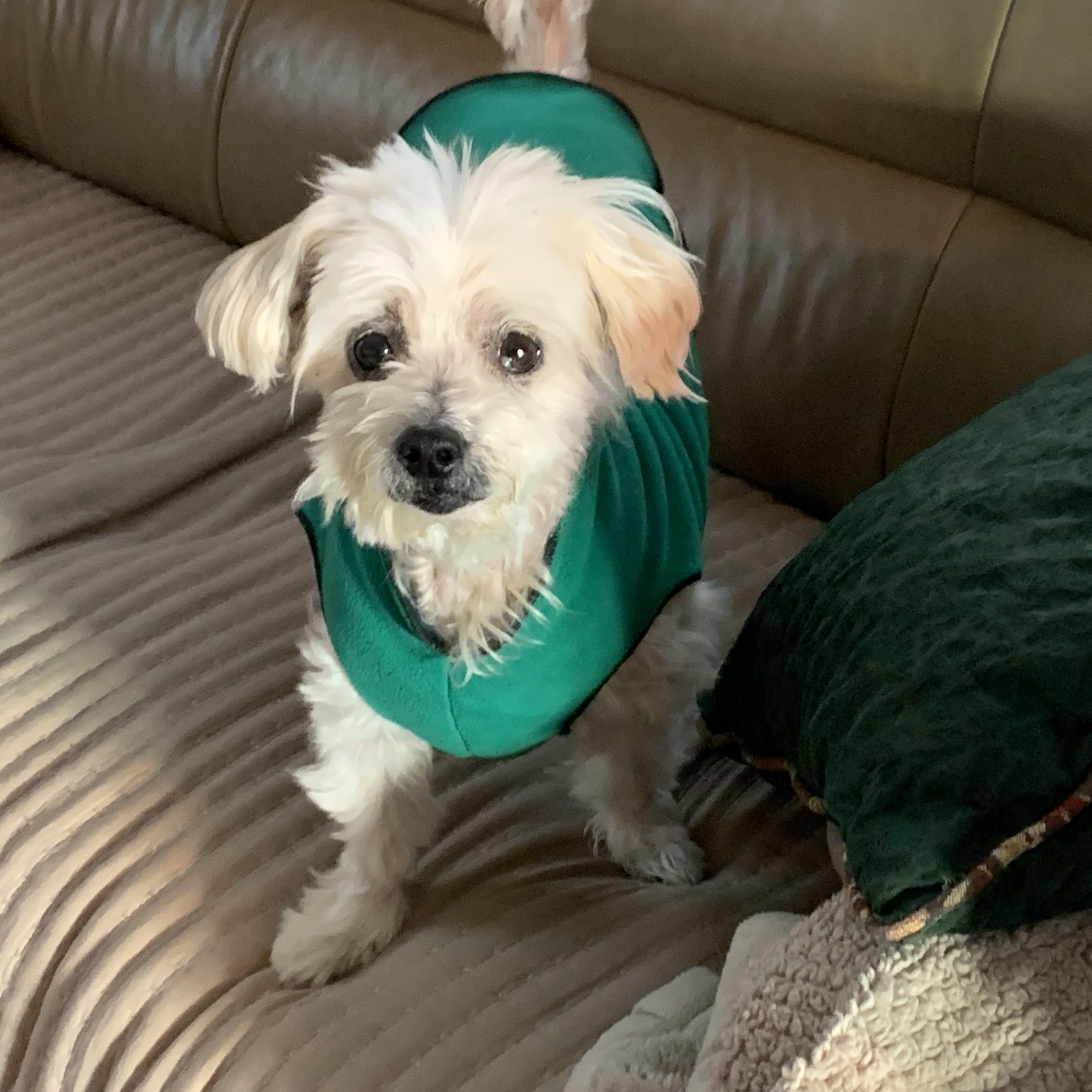 Enlarge Chloe, a ADOPTABLE Maltese in Burlington, VT image 2/6