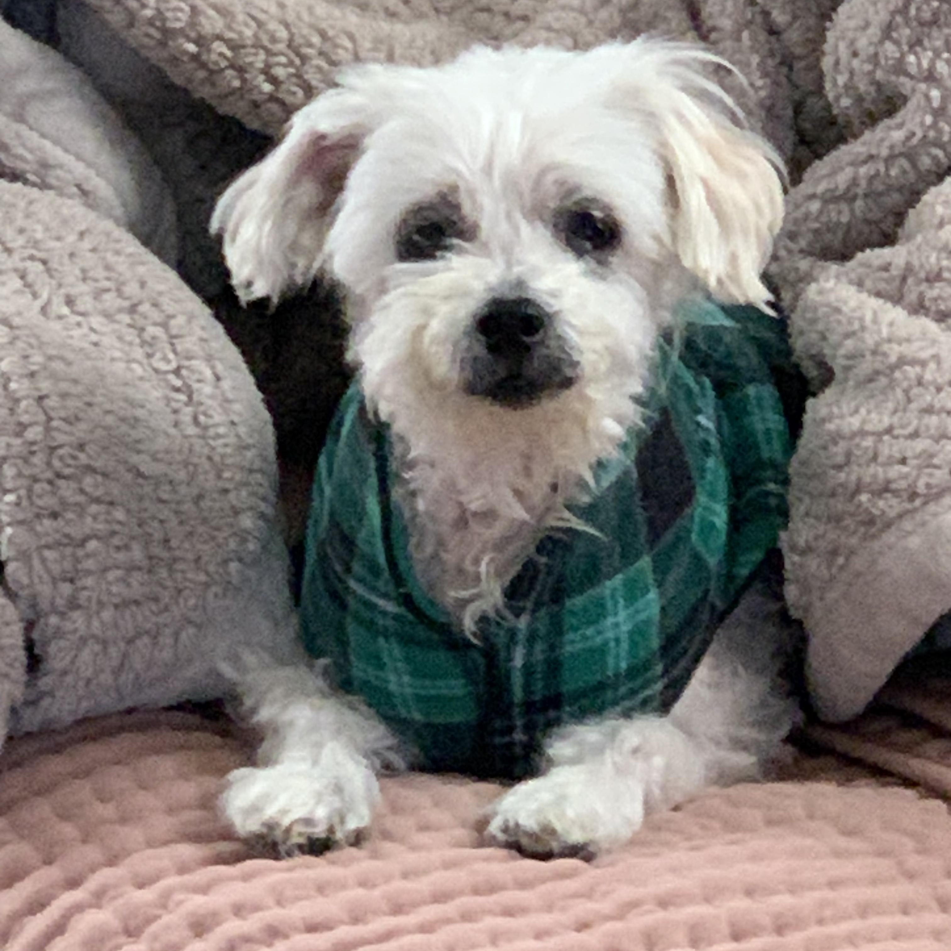 Enlarge Chloe, a ADOPTABLE Maltese in Burlington, VT image 1/6