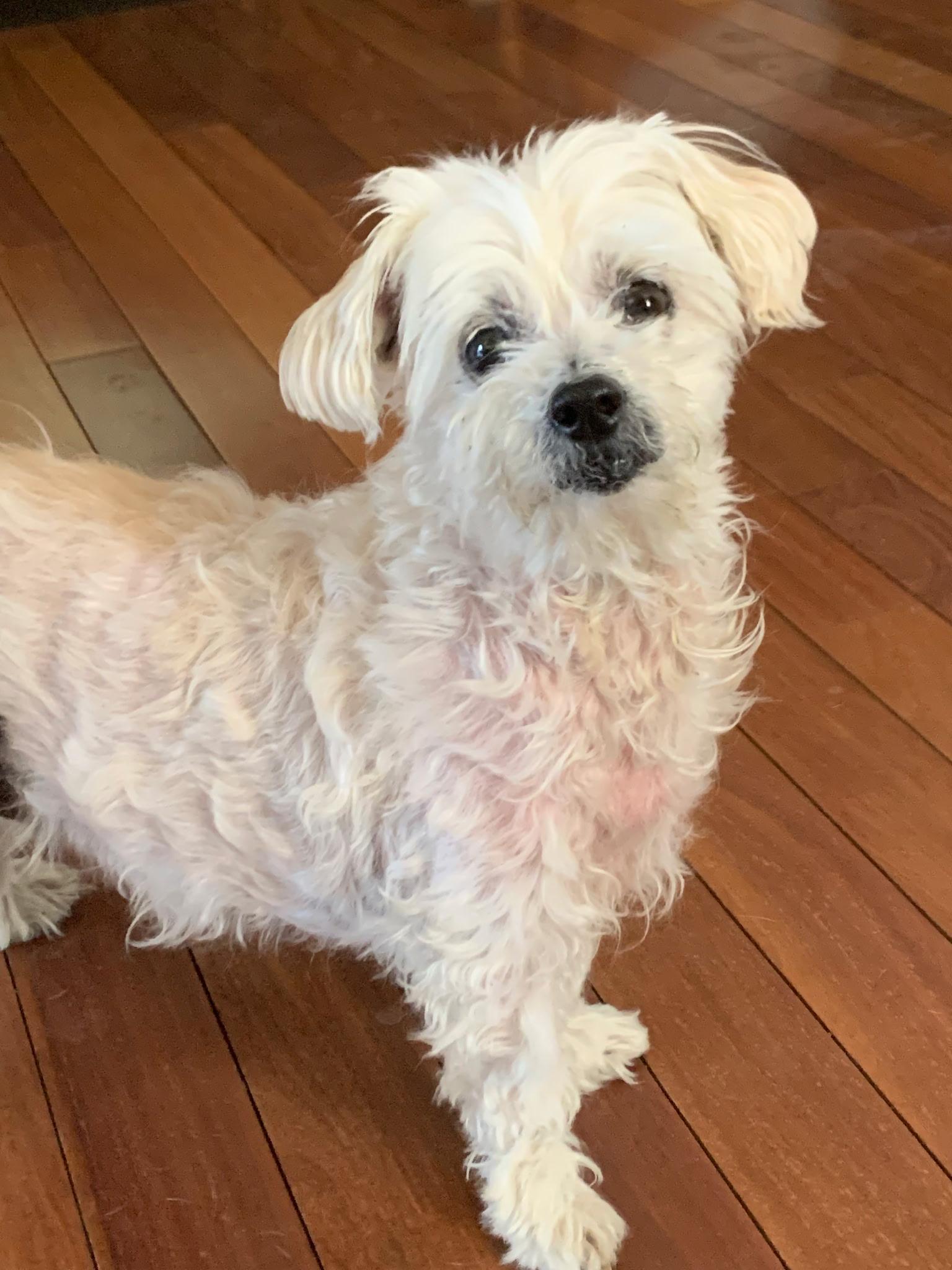 Enlarge Chloe, a ADOPTABLE Maltese in Burlington, VT image 4/6