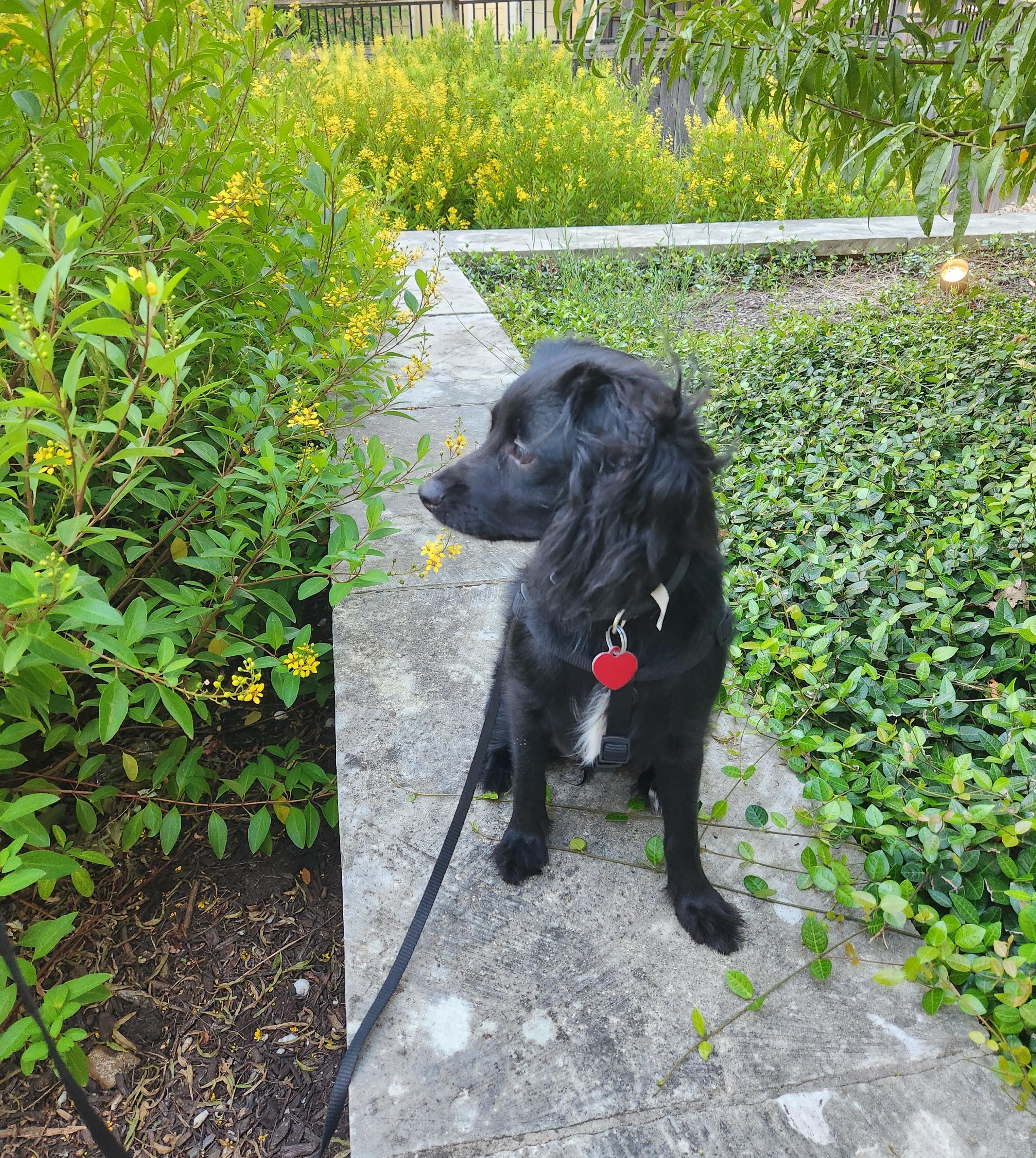 Minnie
