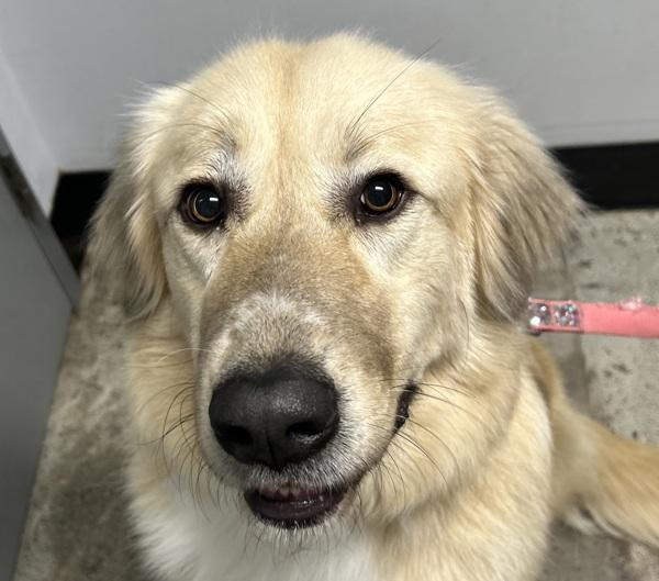Nymeria, Adoptable, Adult Female Anatolian Shepherd.